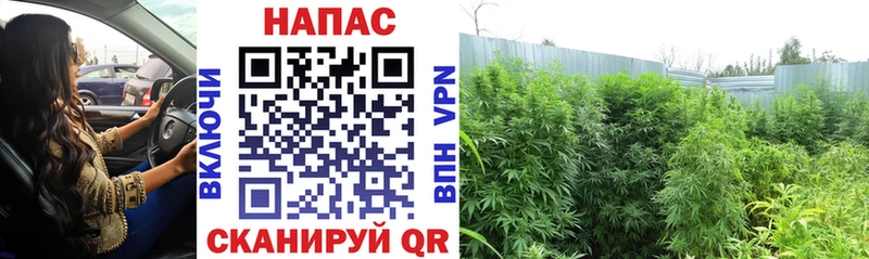 Купить  Суджа  Конопля VHQ 